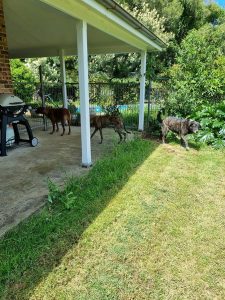 A Pets Life Dog Boarding Farm Stay in the Illawarra